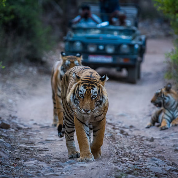 Tiger safari – thrilling holiday travel