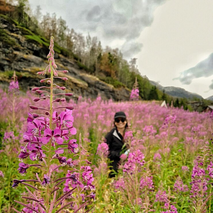 Wildflower field – peaceful travel holiday