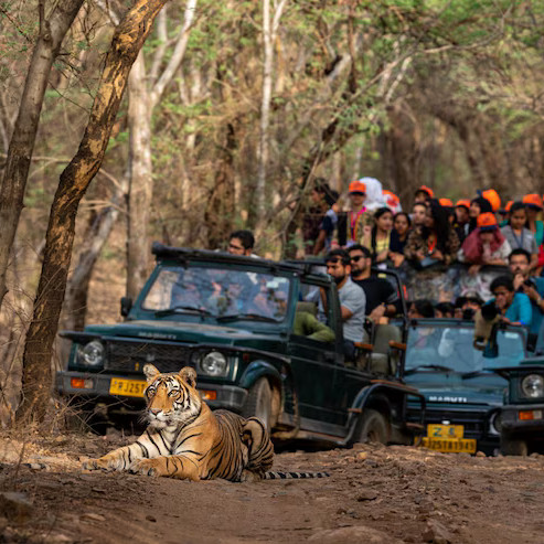 Tiger safari – exciting tourist adventure