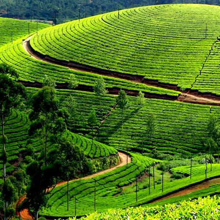 Tea paths in green hills – scenic tour adventure
