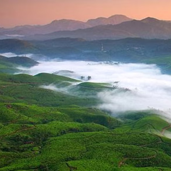 Misty tea hills – scenic travel holiday spot