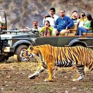 Wild tiger on safari – thrilling holiday adventure
