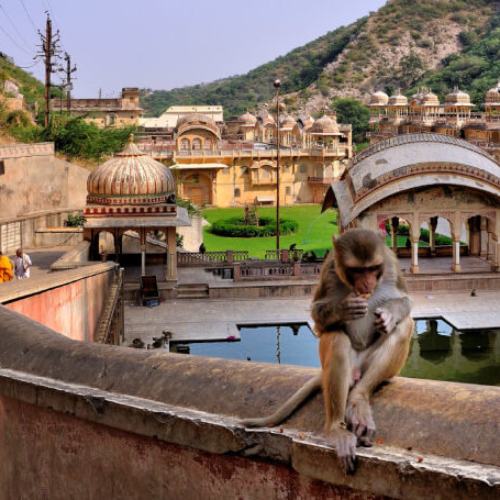 Monkey at Galta Ji – unique traveler spot