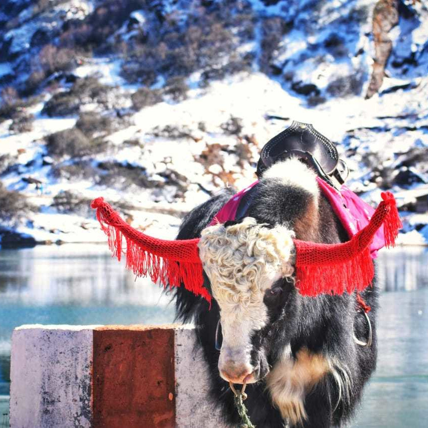 Decorated yak in snow – popular adventure tour