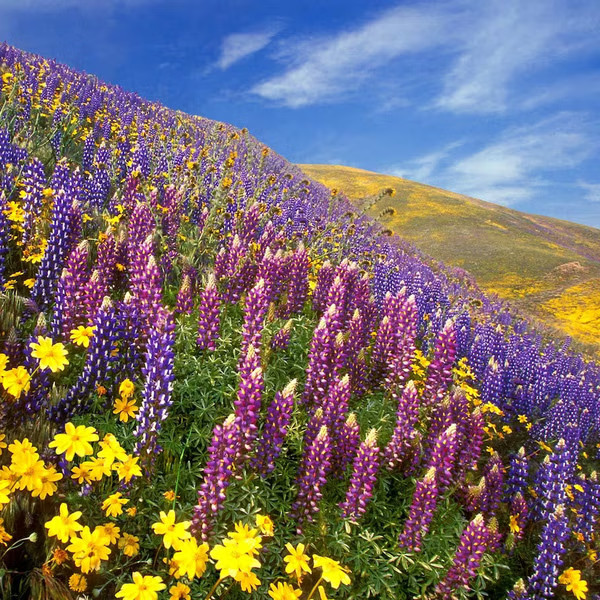 Flower valley in Sikkim – dreamy tour escape