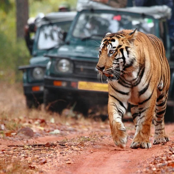 10-Day Rajasthan Heritage & Wildlife Tour – Jaipur, Ranthambore, Bundi, Mount Abu, Jodhpur